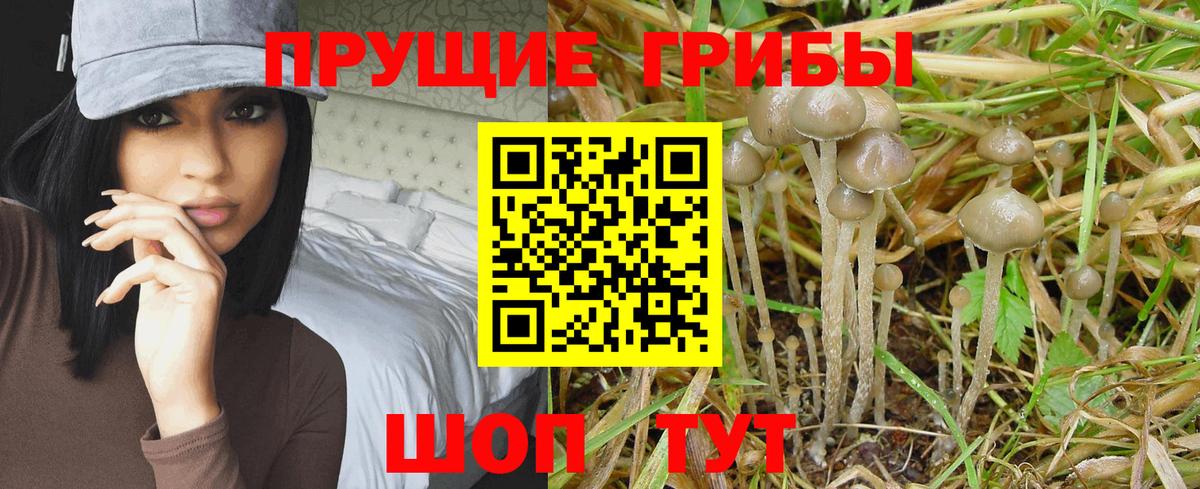 Галлюциногенные грибы Psilocybine cubensis  Вход с VPN  Рыбинск  Псилоцибиновые грибы мухоморы 