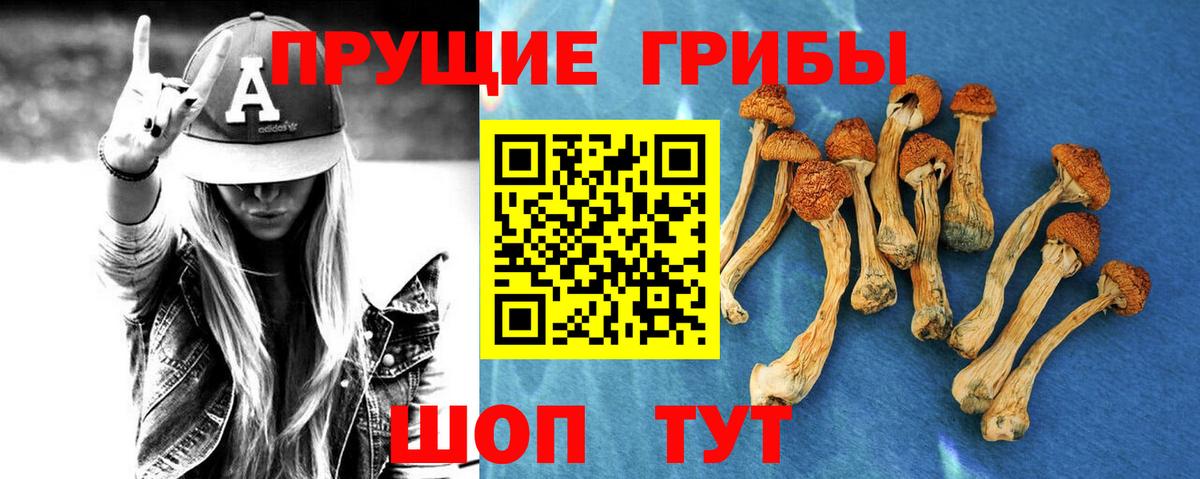 Псилоцибиновые грибы Psilocybe Рыбинск